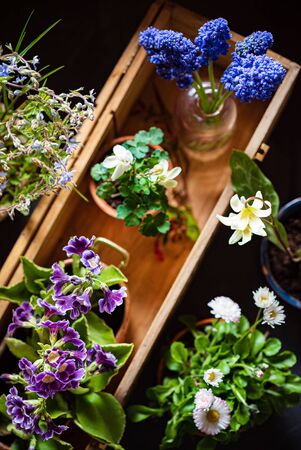 spring flowers in the potsの写真素材