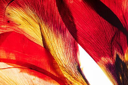 flowers on the white backgroundの写真素材