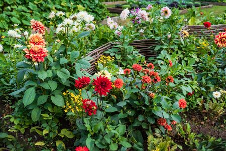 dahlia flowers in the gardenの写真素材