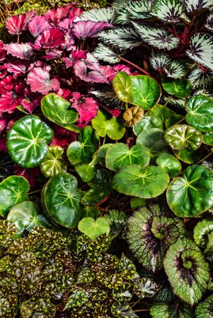 begonia plants with colorful leavesの写真素材