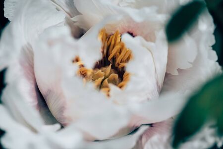 nice flowers in the gardenの写真素材