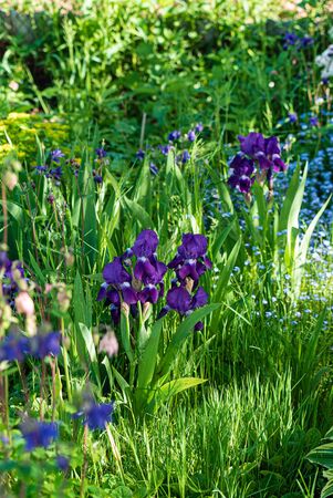 spring garden with season flowersの素材 [FY310149357902]