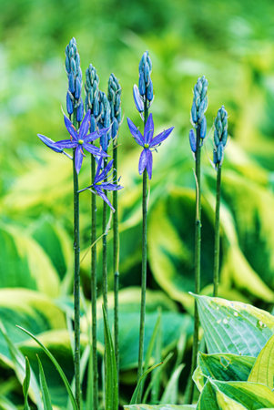 spring garden with season plantsの写真素材