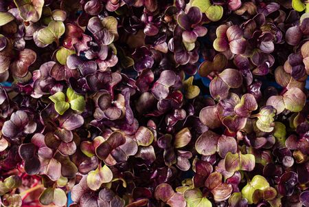 young purple radish in the boxの写真素材
