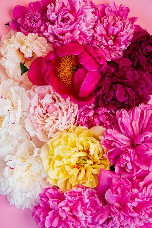 colorful peonies on pink backgroundの写真素材