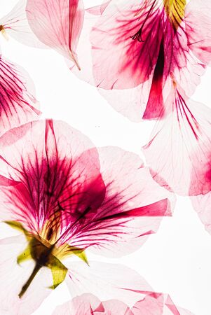 flowers on the white backgroundの写真素材