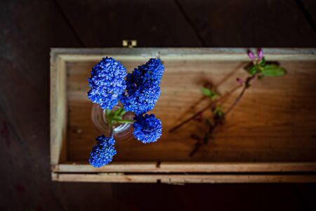 blue muscari in the vaseの写真素材