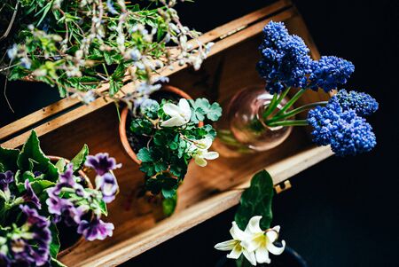 spring flowers in the potsの写真素材