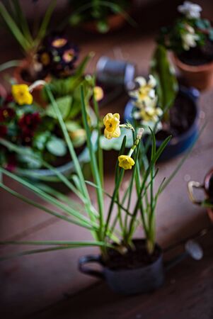 spring flowers in the potsの写真素材
