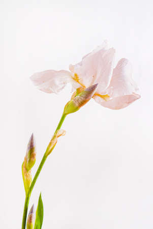 iris isolated on the whiteの写真素材