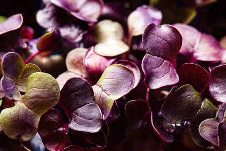 young purple radish plant backgroundの写真素材