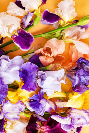 irises on the colorful background
