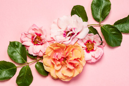 nice flowers on the pink background