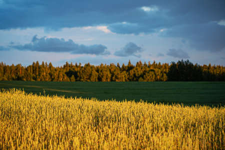 Green Field  with Flowers and Beautiful Sunsetの写真素材