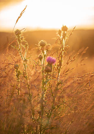 thistle flowers on the fieldの写真素材