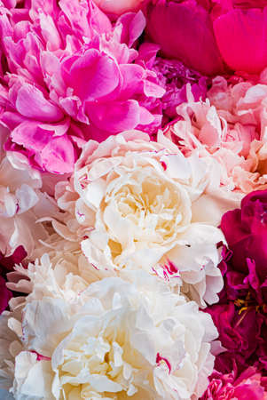 colorful peonies on pink backgroundの写真素材