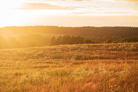 Green Field  with Flowers and Beautiful Sunsetの写真素材