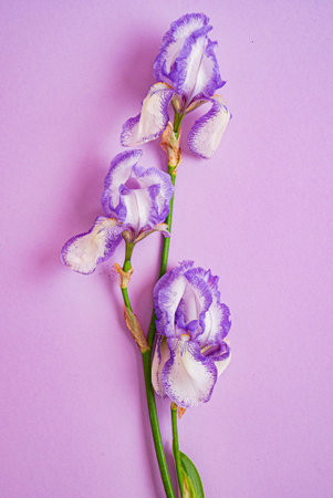 iris on the color background