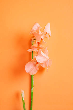 iris on the color backgroundの写真素材