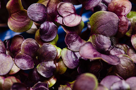 young purple radish plant backgroundの写真素材