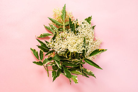 Elderflower blossom flower in pink background