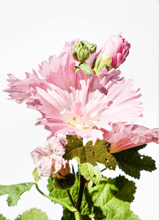 flower on the white background