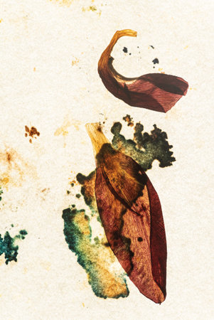 old paper and dried flowersの写真素材