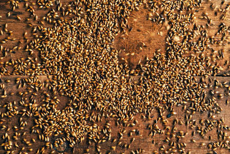 Wheat Grains on the wooden backgroundの写真素材
