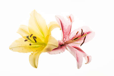 flower on the white backgroundの写真素材