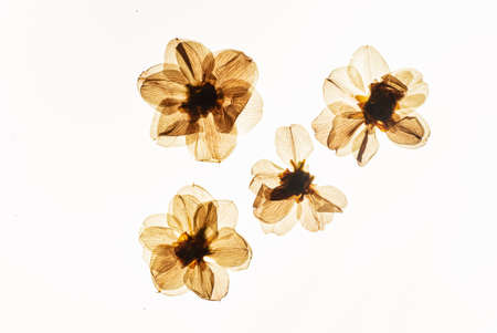 dried flowers on the white backgroundの写真素材