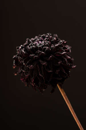 dried flowers on the dark backgroundの写真素材