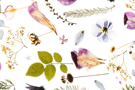 dried flowers on the white background