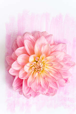 fresh dahlia, top viewの写真素材