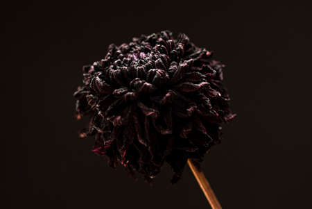 dried flowers on the dark backgroundの写真素材