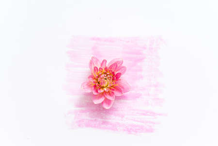 fresh dahlia, top viewの写真素材