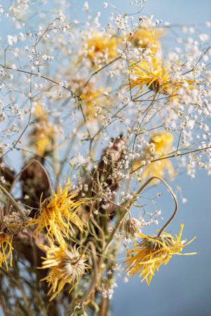 dry flowers in the vase