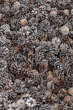 cones in the garden, organic mulch