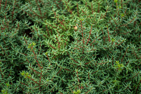 coniferous plants in the garden