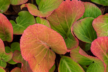 autumn bergenia leaves texture, macro