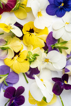 viola flowers on the white background