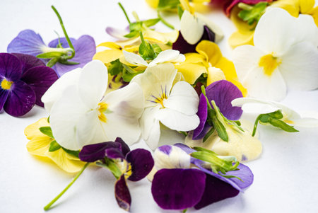 viola flowers on the white background