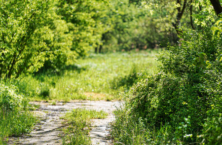 spring plants and trees in the garden
