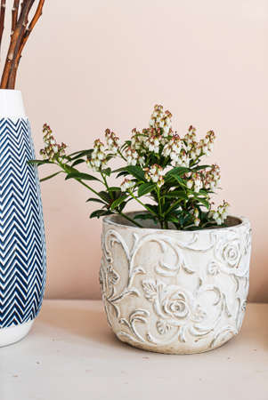 heather flower in the potの写真素材