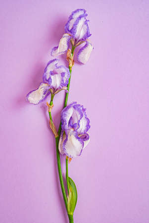 iris on the color backgroundの写真素材