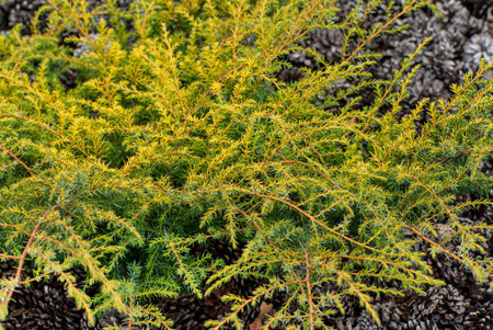 coniferous plants in the garden