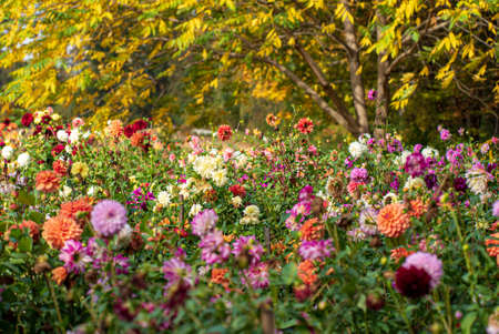 dahlias in the fall gardenの写真素材