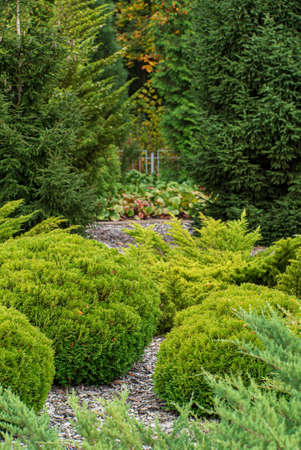 coniferous plants in the gardenの写真素材