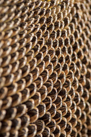 sunflower seeds background, nature textureの写真素材