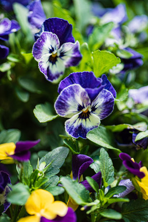 viola flowers in the garden