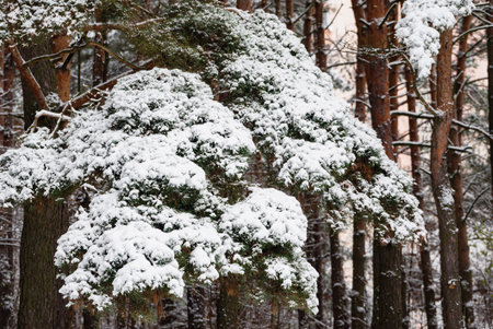 nice winter in the park